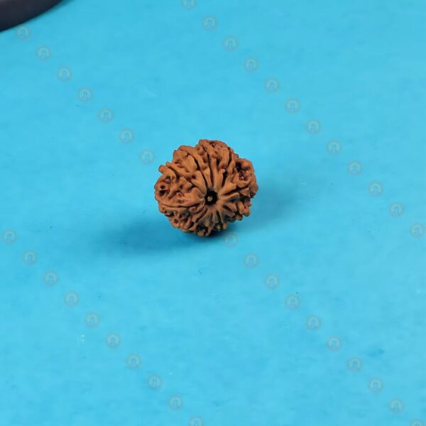 Original 10 Mukhi Nepali Rudraksha – Natural Brown Bead - Image 2
