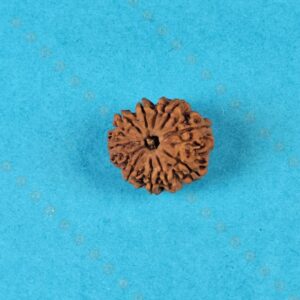 Original 10 Mukhi Nepali Rudraksha – Natural Brown Bead