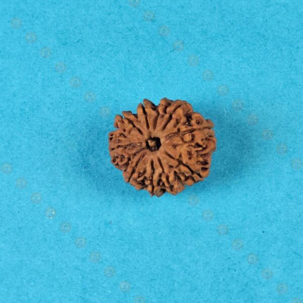 Original 10 Mukhi Nepali Rudraksha – Natural Brown Bead